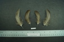 Four Medium Farm Raised Bronze Mallard Flanks Lot-SF 293