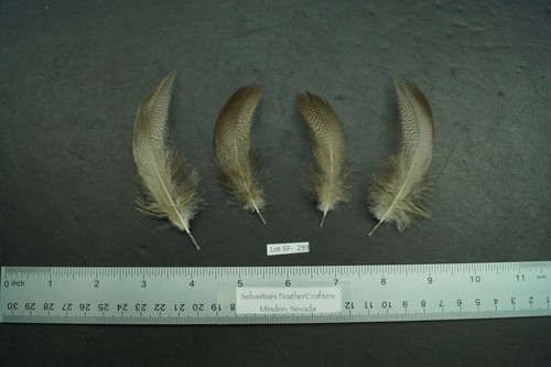 Four medium farm raised bronze - four,