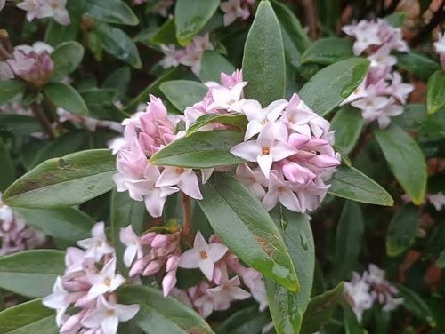 Daphne odora bholua perfume - odora,