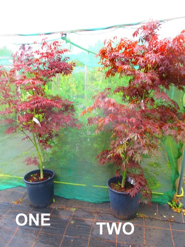 6ft inc pot - inc.,
