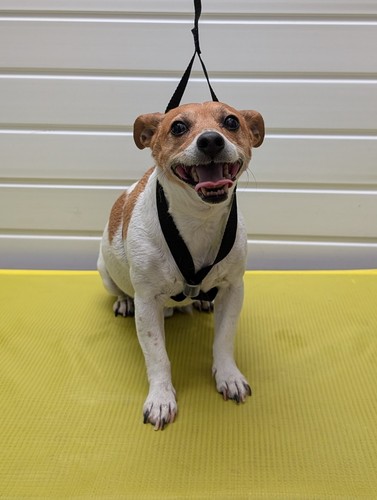 Table harness dog - , grooming