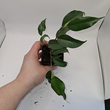 Ficus Benjamina Starter Plant