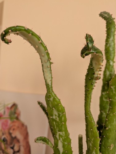 Opuntia monacantha variegated - opuntia,