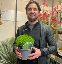 Hebe Shrub Plant Emerald Gem