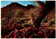 Desert, Springtime, Beavertail