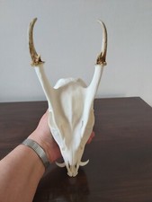 Muntjac Buck Deer Skull