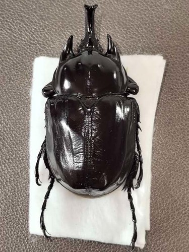 Megasoma janus ssp fujitai - ,