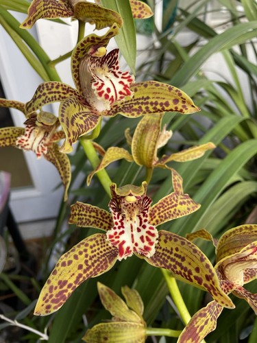 Cymbidium that outrageous - that’s,