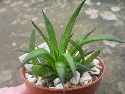 Haworthia monticola nuwekloof - haworthia,