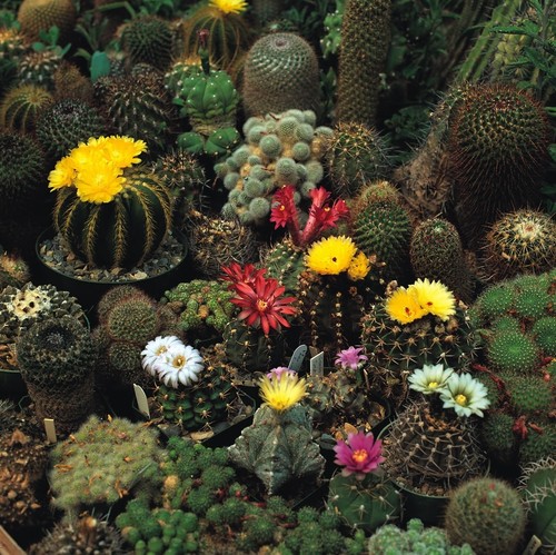Cactus crown mix 500 seeds - 500,