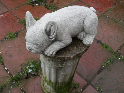 Large laying french bulldog - french,