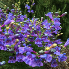 Penstemon Heavenly Blue | 3