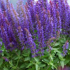 Salvia Nemorosa Sensation™
