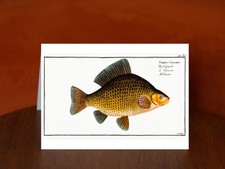 Crucian (Cyprinus Carassius)