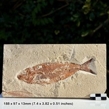 Rare Osmeroides Fossil Fish