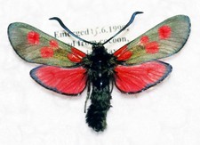 🦋 Talisker Burnet Moth