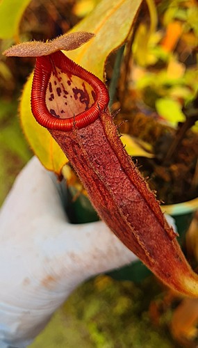 Nepenthes glandulifera - glandulifera, x