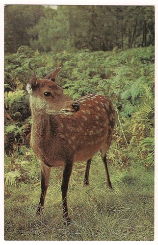 Sika deer large animal - sika,