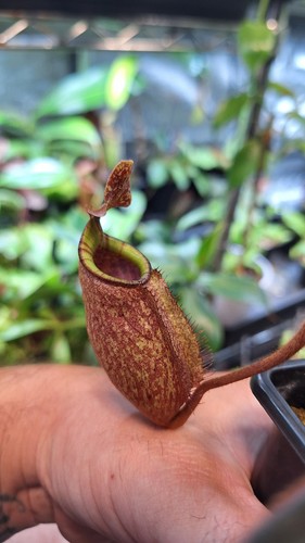 Nepenthes peltata - nepenthes, x