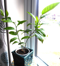 Citrus orange tree plant - citrus,