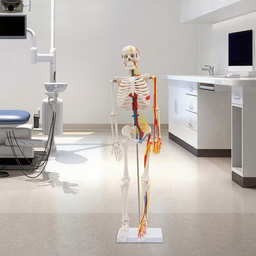 Inch human skeleton model - inch,