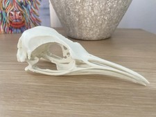 Replica Penguin Skull