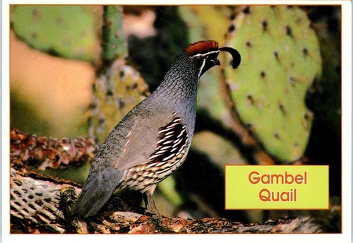 Gambel quail found the - quail,,