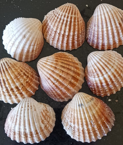 Large cockle clam shells - large,
