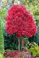 Acer Tree Twombley's Red Sentinel Japanese Maple 3L Pot 60cm Plants to your door
