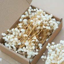 Cream Dried Baby's Breath