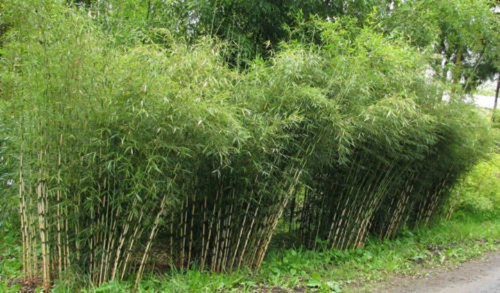 Umbrealla bamboo seeds - 50,