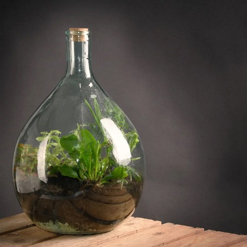 Recycled glass terrarium belly - glass,