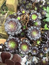 Aeonium Tiptop Cutting