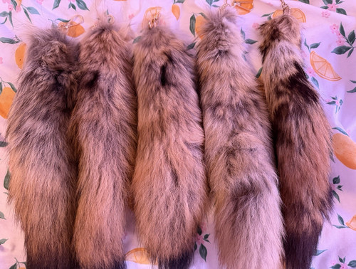 Random coyote tail