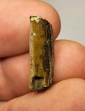 Large T-Rex Tooth ~0.9 Inches