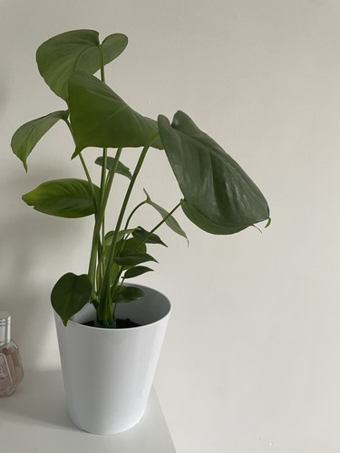Large monstera deliciosa 12cm - large,