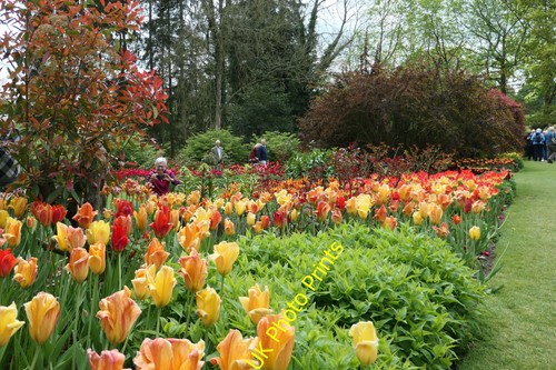 Photo tulip festival - photo,