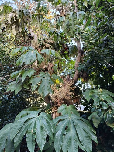 Tetrapanax papyrifer rex - papyrifer,