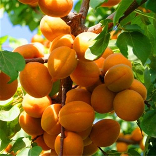 Sweet delicious apricot - sweet, *apricot