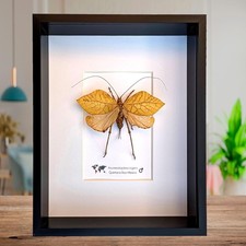 Giant leaf katydid framed specimen: rare insect shadowbox art (8x10 mexico