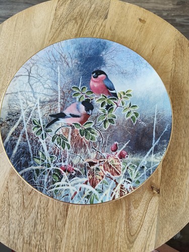 Bull finches frosty morning - frosty,