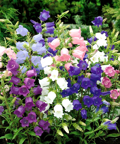 Canterbury bells campanula - canterbury,