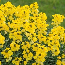 Erysimum plug plants