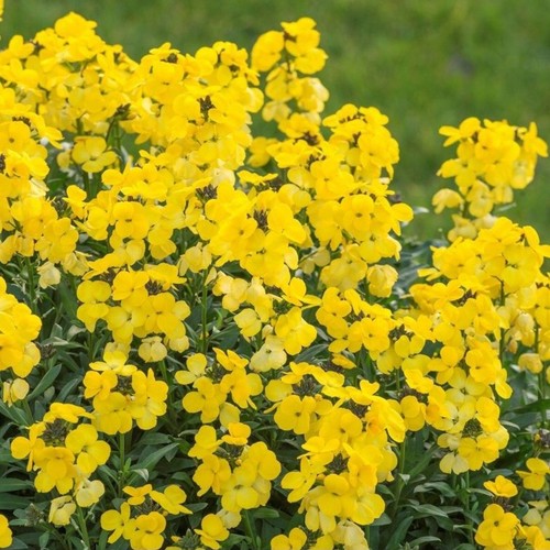 Erysimum plug plants