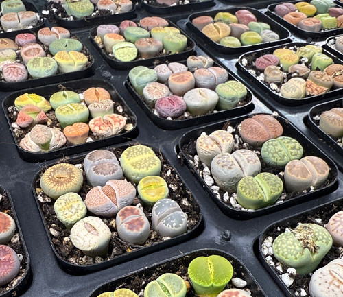 Lithops living stones in - -,
