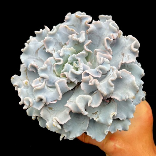 Large echeveria crispate - large,