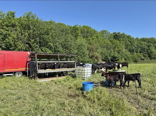 Mobile cow milking parlour - mobile,