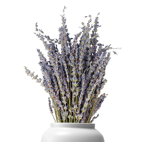 Dried lavender natural - lavender,