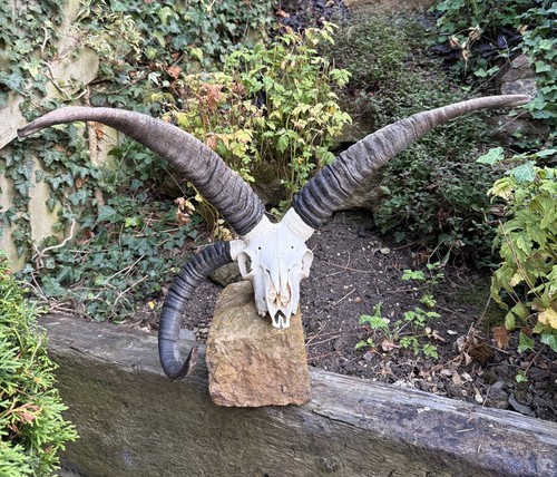 Large rare three - rare, horned