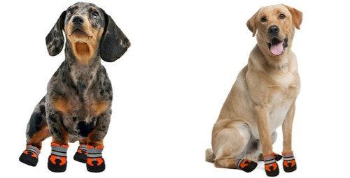 Dog shoes - dog,